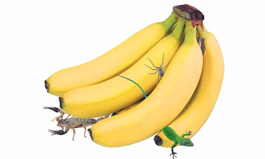 Scorpions Spiders And Lizards When Did Buying Bananas Become So Dangerous Uk News The Guardian Scorpions Spiders And Lizards When Did Buying Bananas Become So Dangerous Uk News The Guardian
