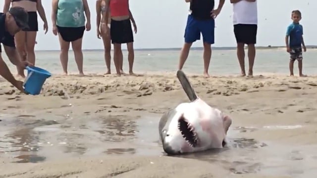 Beached Great White Shark
