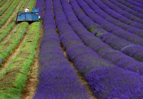 The harvest in full swing at Lordington lavender farm in the South Downs, near Chichester