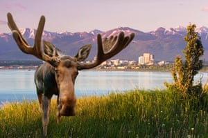 Still, the one tonne mammals <a href="https://www.youtube.com/watch?v=8mVcEzaa6B0">regularly make their way downtown</a>, wreaking <a href="http://www.adn.com/article/our-alaska-moose-goes-postal">havoc on local infrastructure</a>