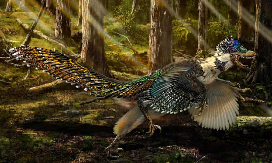 An artist's impression of the new short-armed and winged feathered dinosaur Zhenyuanlong suni found in China