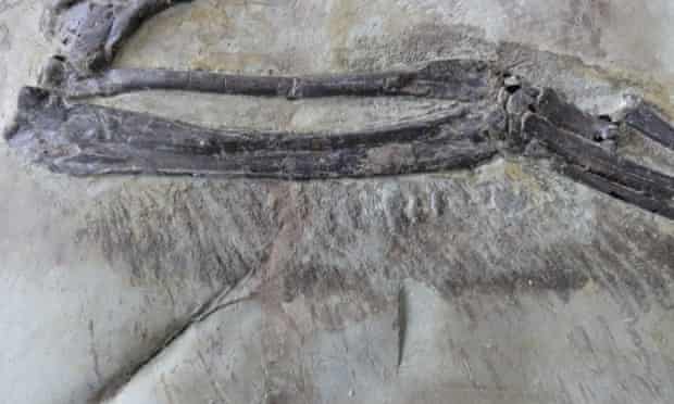 A close-up view shows the wing feathers of short-armed Zhenyuanlong suni