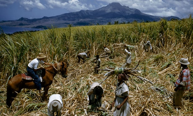 A mounted overseer directs sugar-cane cutters in a field, near Le Carbet, Martinique.