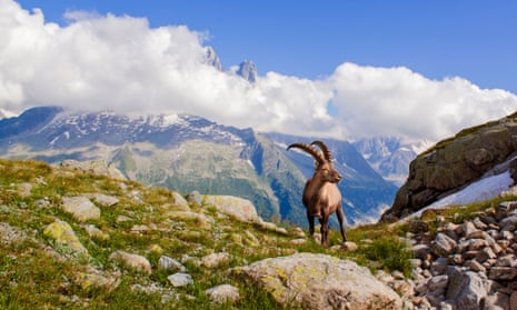 A male ibex and the Mont Blanc massif in cloud.