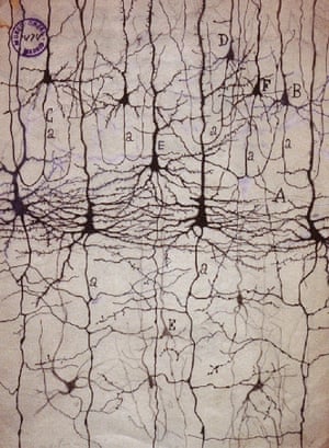 Neuron Drawings by Santiago Ramón y Cajal (1874)