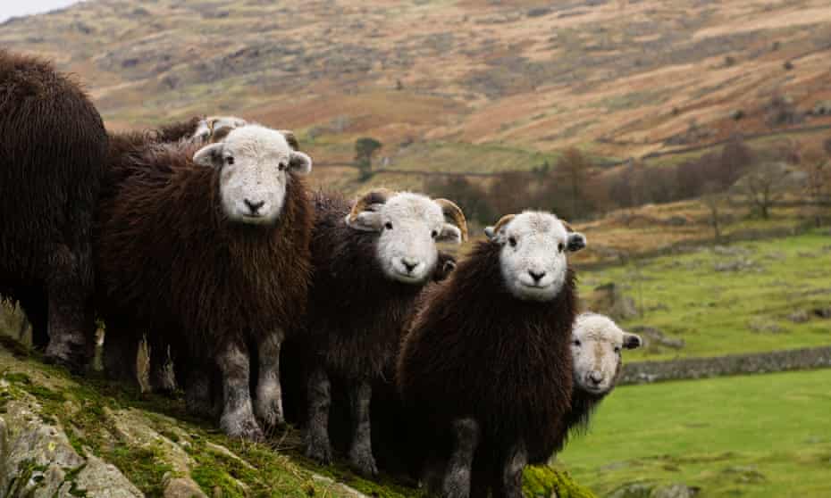 A flock of herdwick lambs in the Lake District.