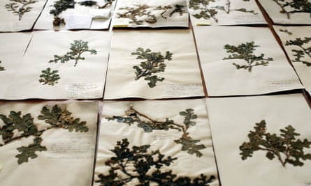 Tucked away from the public gaze, the Herbarium houses a unique and extensive collection of more than 7 million preserved plant materials collected around the world. The collection held in Kew's Herbarium underpins much of the botanical work conducted around the world.