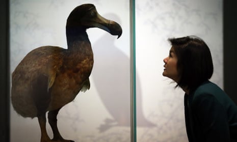 A museum employee looks at a Dodo in display at The Natural History Museum.  Those in denial about climate change have much in common with the dodo.