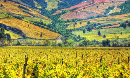 Vineyards in the Colchagua valley