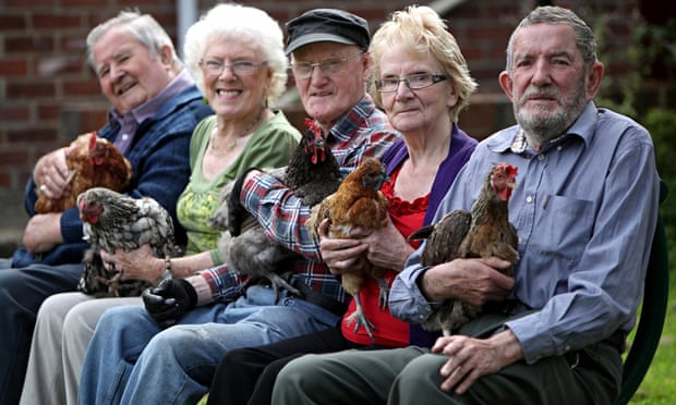 older people hens