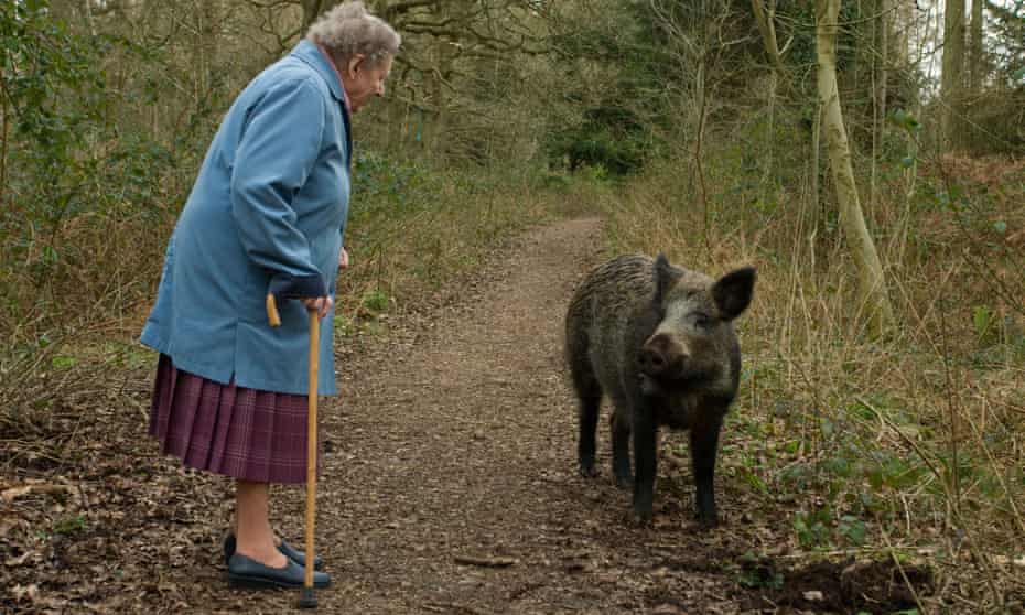 Wild boar and pensioner.