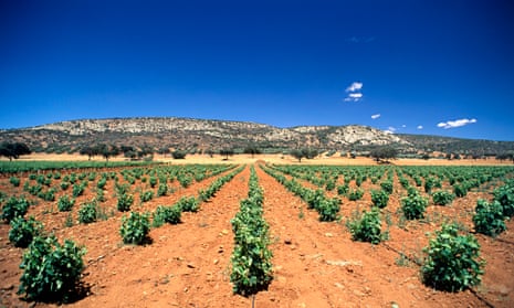 La Mancha vineyard