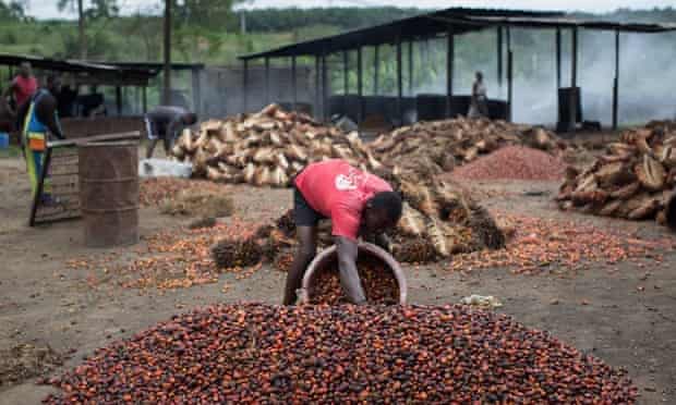 A man works in a factory yard filling a basket with palm oil seeds