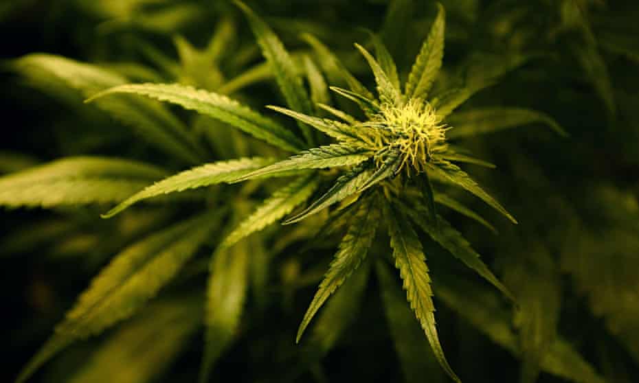 A marihuána-legalizáció nem oldja meg a drogkérdést – Deák Csilla a Mandinernek | Mandiner