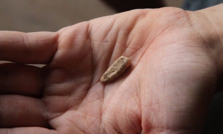 A closeup photo of the tooth found by Valentin Loescher at the Arago cave near Tautavel.