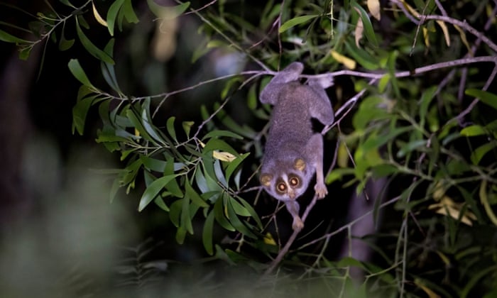 The night-time hunt for the secretive urban slender loris of Bangalore |  Cities | The Guardian