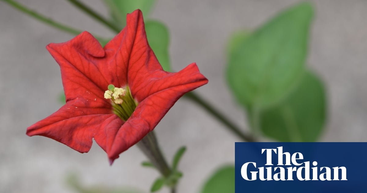 Download Petunia Exserta A Flower On The Brink Of Extinction Life And For Android Free Get Wallpaper Petunia Exserta A Flower On The Brink Of Extinction Life And For iPhone Free