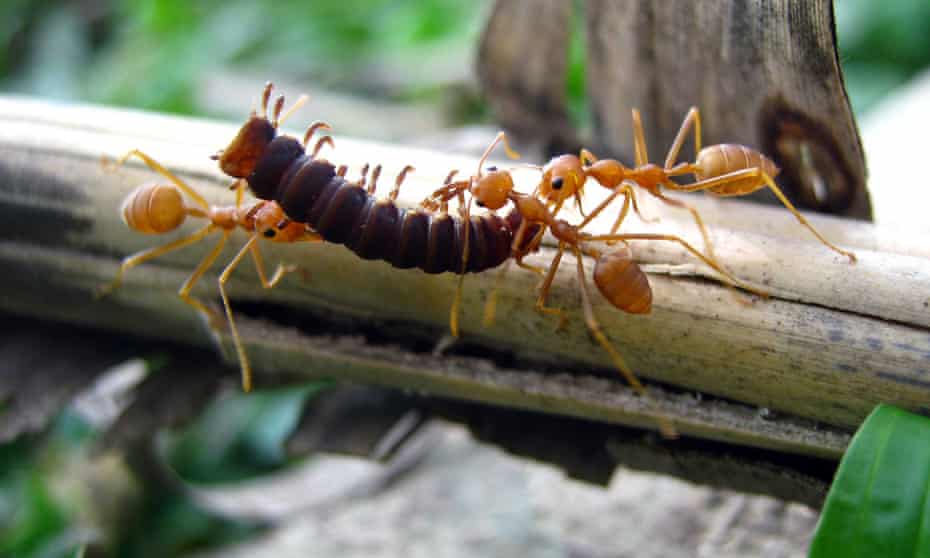A few ants carry a much larger insect for food.