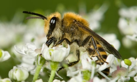 Ivy Bee on white flowers in Germany