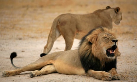 Cecil the lion, in happier days.