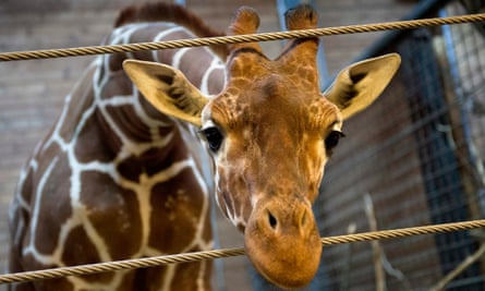 Marius the giraffe before he was brutally slaughtered by the very people sworn to protect his kind.