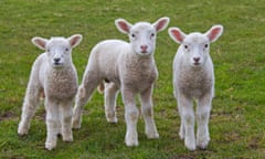 Three white lambs