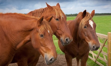 Three farm horses