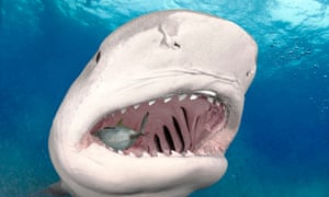 Sharks Haunt North Carolina S Fourth Of July But Experts