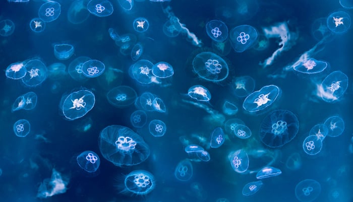 the jellyfish invasion story
