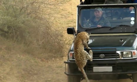 Leopard attack