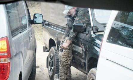 Leopard attack