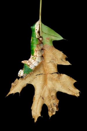 Oligocentria lignicolor on scrub oak