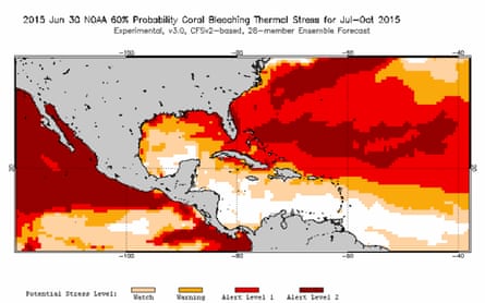 In the next four months, warm water is predicted to cause bleaching across the Caribbean's coral reefs, which have declined by 80% in the past few decades.