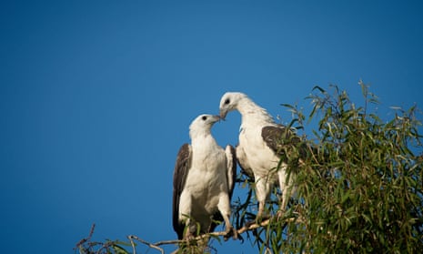 Two white-bellied sea eagles.
