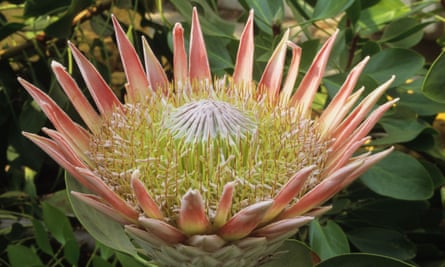King protea (Protea cynaroides) 