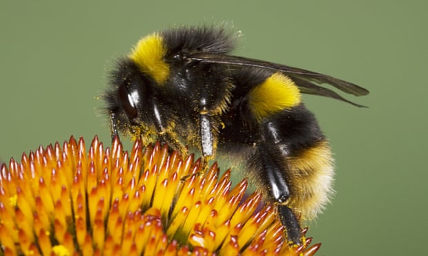 A buff-tailed bumblebee, one of the species likely to top the poll by the Royal Society of Biology.