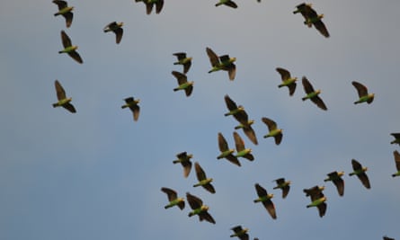 wild cape parrot flock