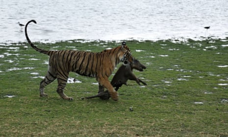A Royal Bengal tiger drags a wild boar after killing it at the Ranthambhore national park in Sawai Madhopur, Rajasthan, India.
