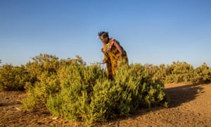 Up in smoke: Gabriella, 24, gathering firewood.