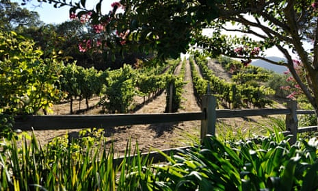 grape vines growing in a sunny field