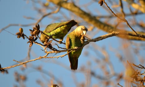 Cape parrot, Poicephalus robustus