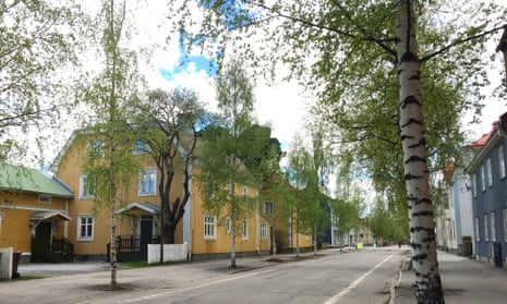Silver birches line a street in Umea, Sweden.
