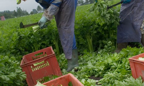 Migrant workers harvesting celery in Cambridgeshire.