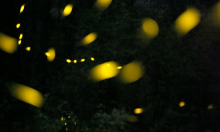 The fireflies of Tlaxcala.