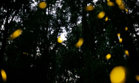 The fireflies of Tlaxcala.