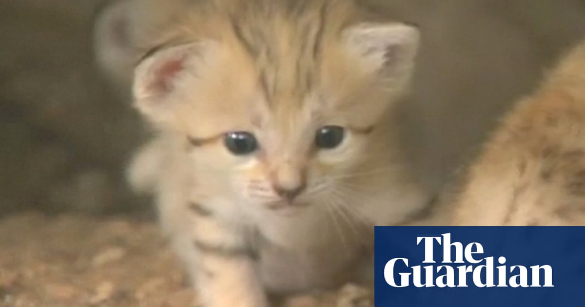 Surprise Rare Baby Sand Kittens Born In Israel Video World