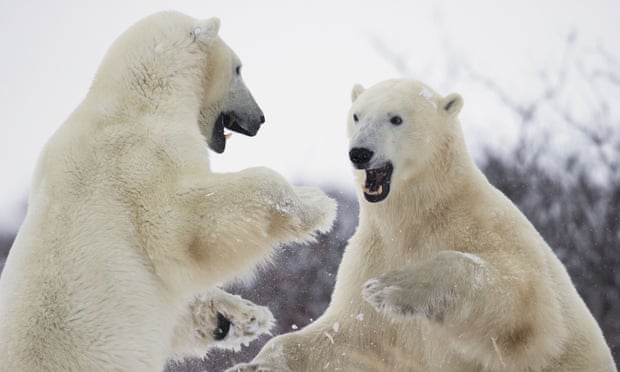 Polar bears at Hudson's Bay, Canada
