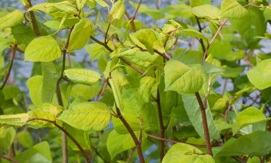Japanese Knotweed (Fallopia japonica) foliage in the UK. A new study says human activity has led to native vegetation being overwhelmed by invasive species.