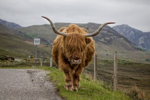 The North Coast 500 website include tips on what to do should you meet a herd of Highland cattle