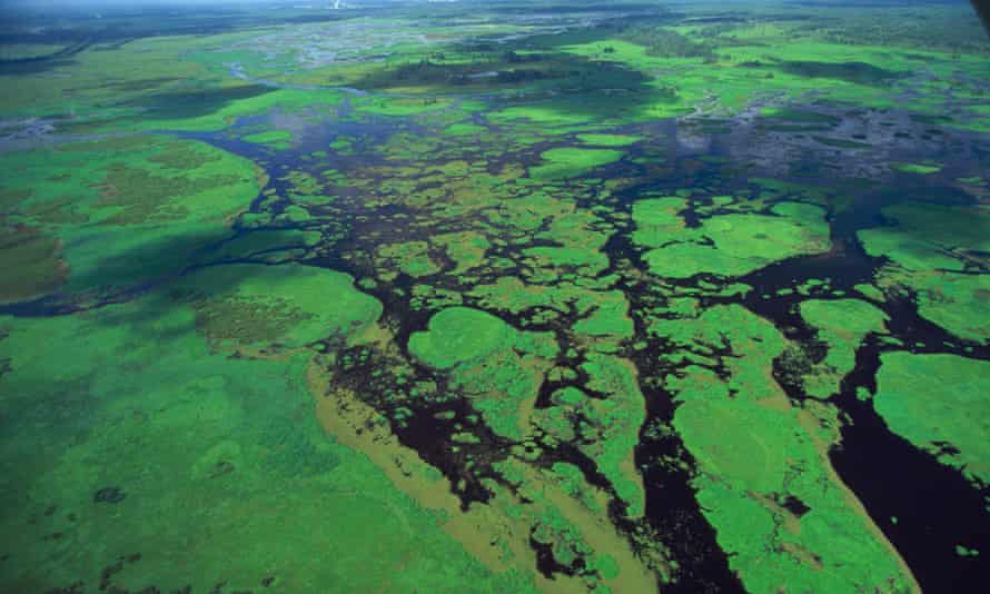 Lush swamp in Louisiana.